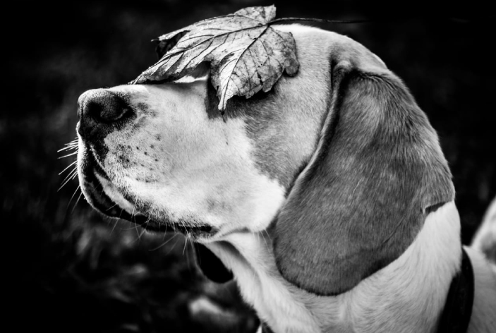 beispiel ernaehrungsberatung fuer hunde 2 beispiel-ernährungsberatung-für-hunde-2