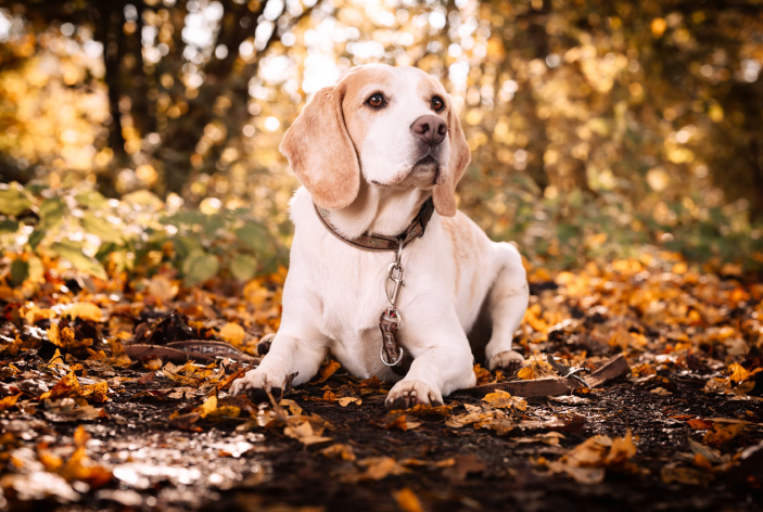 beispiel ernaehrungsberatung fuer hunde 3 beispiel-ernährungsberatung-für-hunde-3