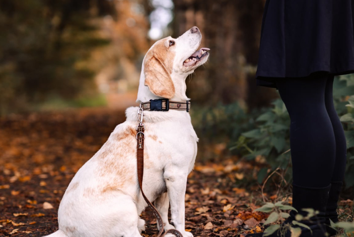 ernaehrungsberatung fuer hunde ernaehrungsberatung fuer hunde