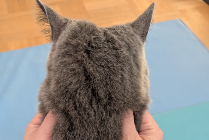 ernaehrungsberatung fuer katzen beispiel 2 ernährungsberatung-für-katzen-beispiel-2