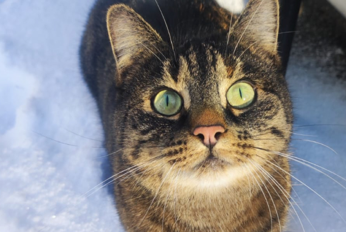 ernaehrungsberatung fuer katzen beispiel 3 ernährungsberatung-für-katzen-beispiel-3