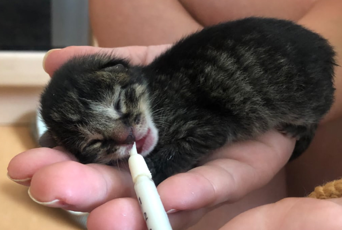 ernaehrungsberatung fuer katzen ernaehrungsberatung fuer katzen