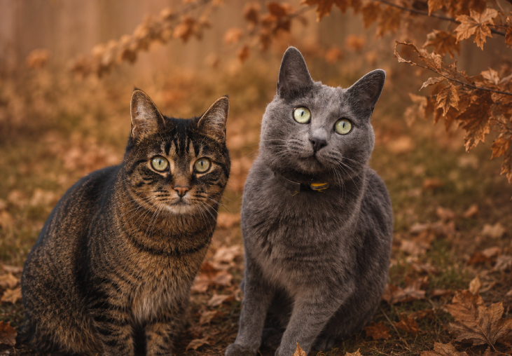 iva und mila bild